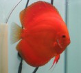/album/peixes-ornamentais/a1354d1132735995-discus-gallery-female-mp-1-jpg/